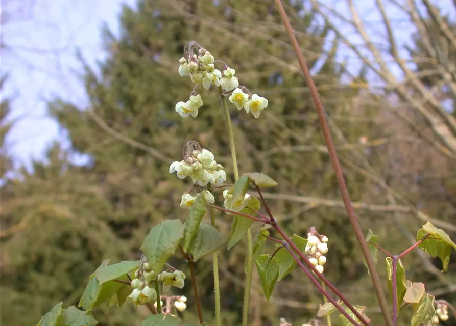 Flaumige Elfenblume