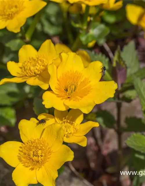 Caltha palustris