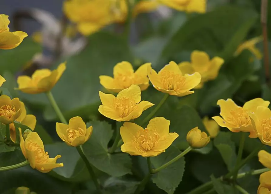 Caltha palustris