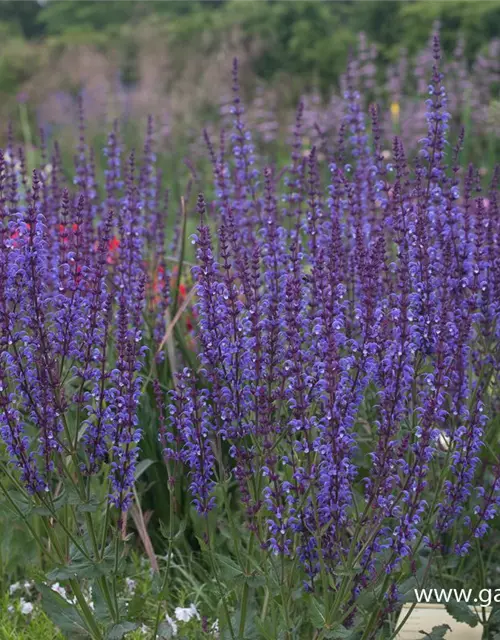 Blüten-Salbei