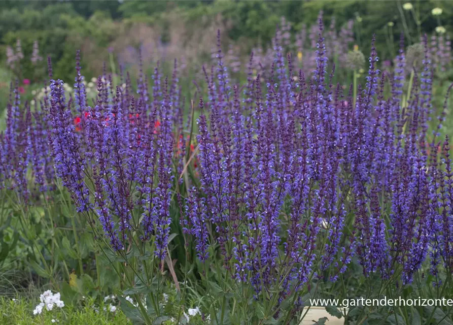 Blüten-Salbei