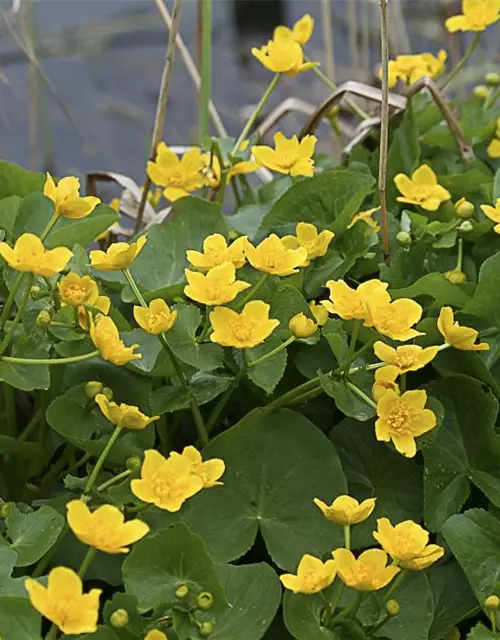 Caltha palustris