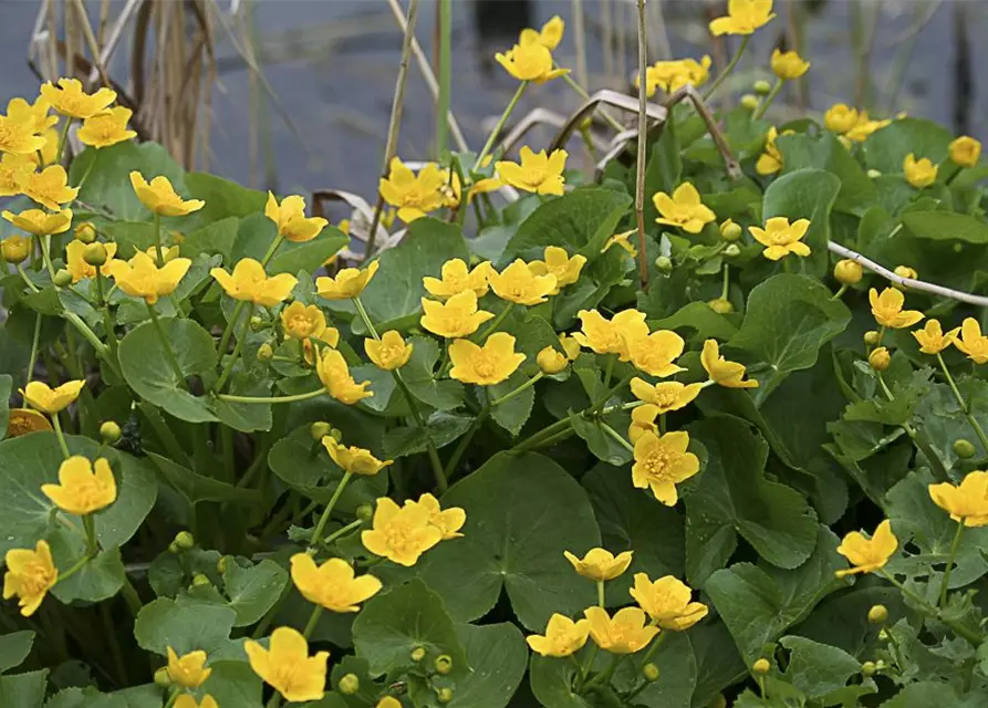 Caltha palustris