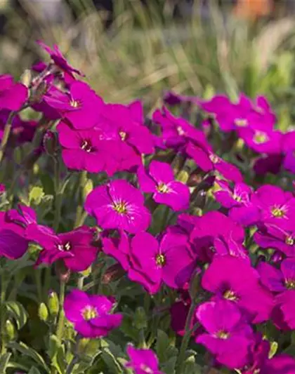 Aubrieta x cult.'Regado Red'