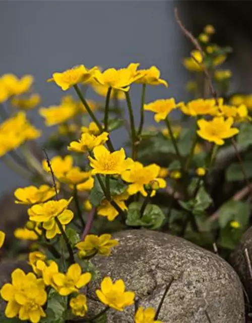 Caltha palustris