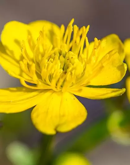 Caltha palustris