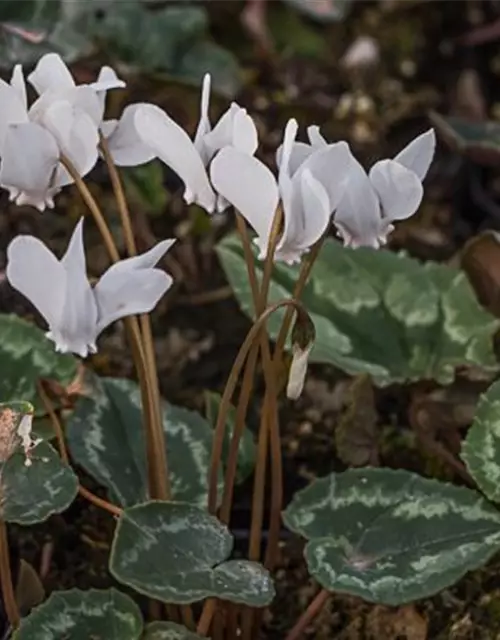 Cyclamen hederifolium 'Ivy Ice Pure White'