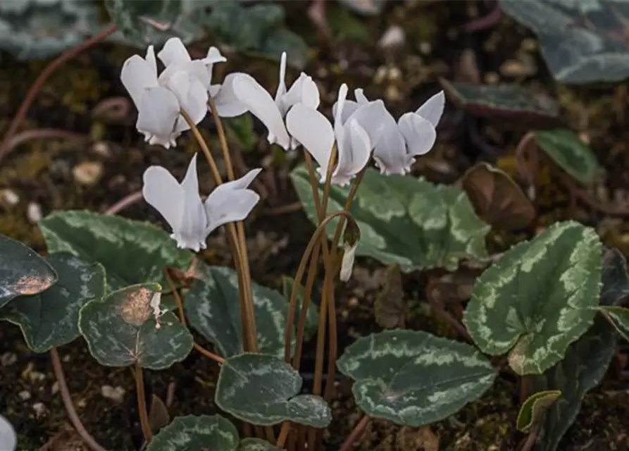 Cyclamen hederifolium 'Ivy Ice Pure White'