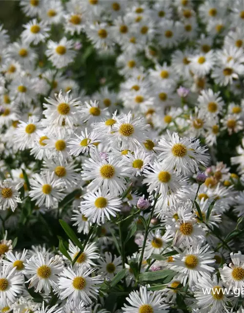 Boltonia asteroides 'Snowbank'