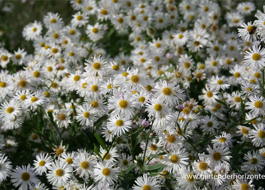 Boltonia asteroides 'Snowbank'