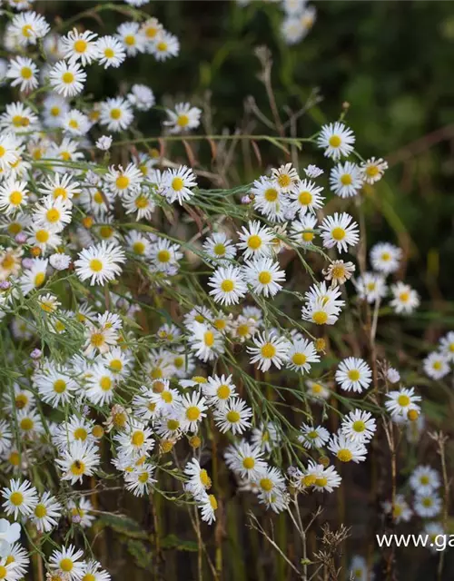 Boltonia asteroides 'Snowbank'