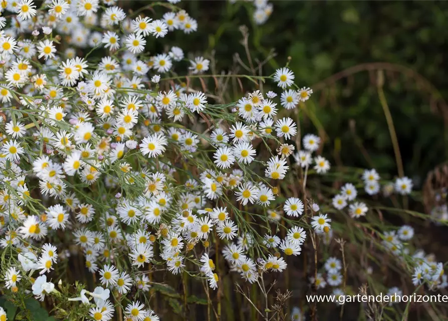 Boltonia asteroides 'Snowbank'