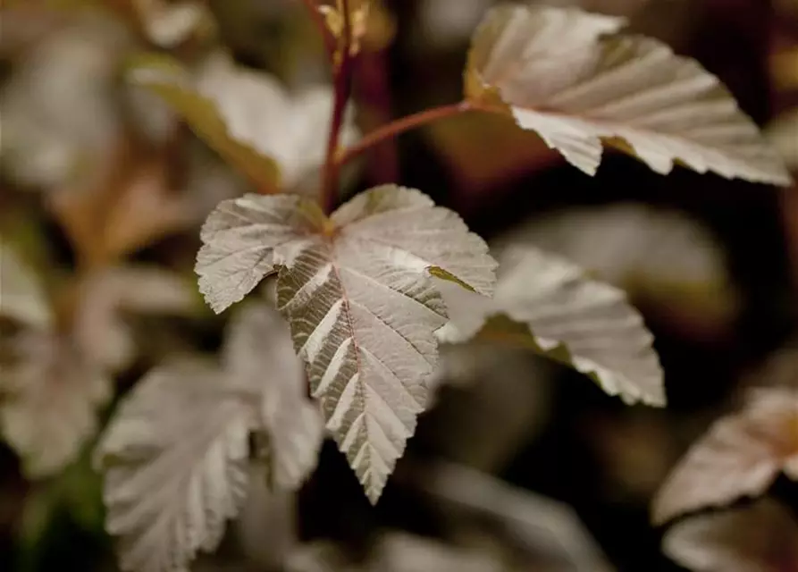 Fasanenspiere 'Lady in Red'®