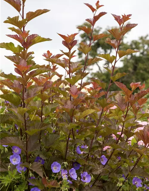 Fasanenspiere 'Lady in Red'®