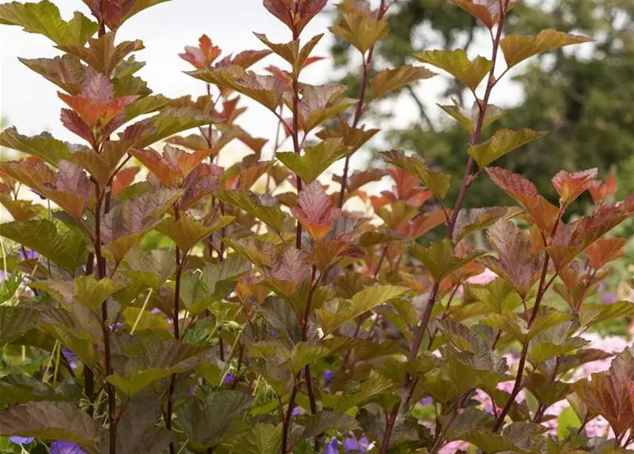 Fasanenspiere 'Lady in Red'®