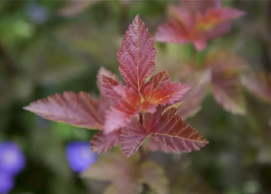 Fasanenspiere 'Lady in Red'®