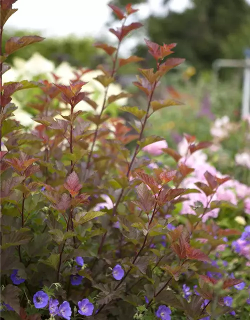 Fasanenspiere 'Lady in Red'®