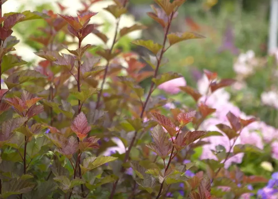 Fasanenspiere 'Lady in Red'®