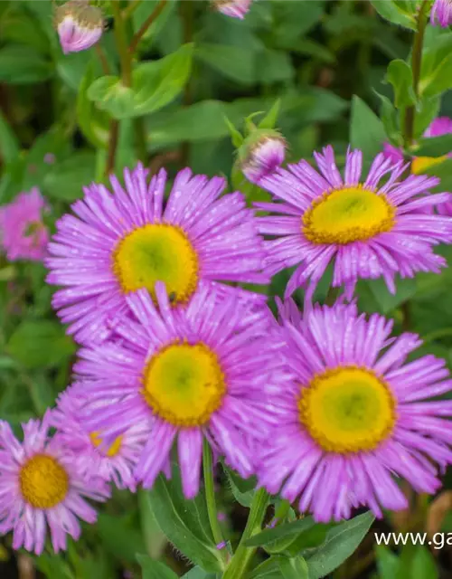 Garten-Feinstrahl 'Rosa Juwel'