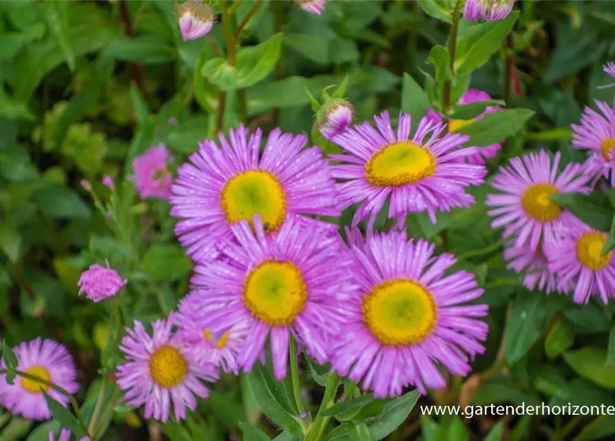 Garten-Feinstrahl 'Rosa Juwel'