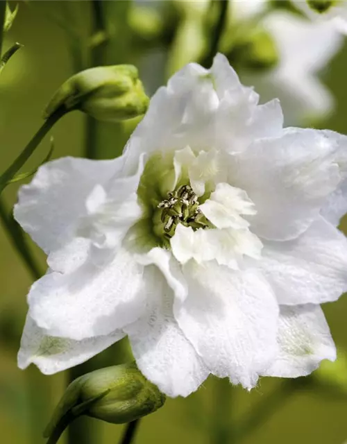 Delphinium Magic F., reinweiß