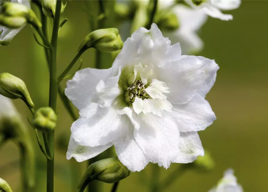 Delphinium Magic F., reinweiß