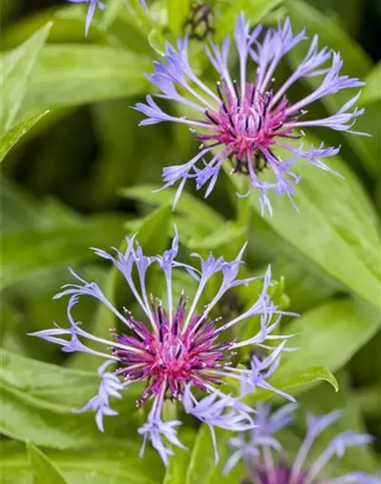 Centaurea montana