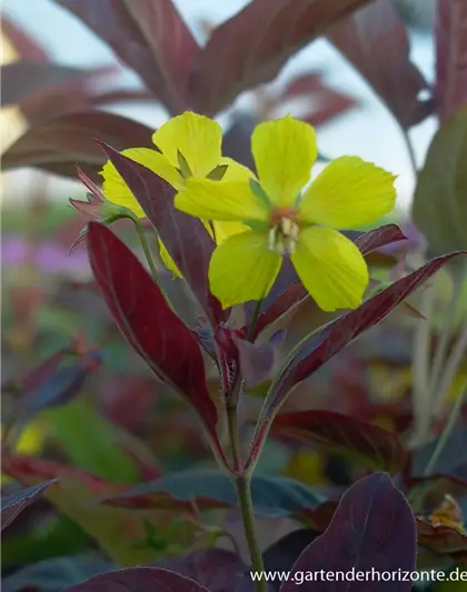 Bewimperter Garten-Felberich 'Firecracker'