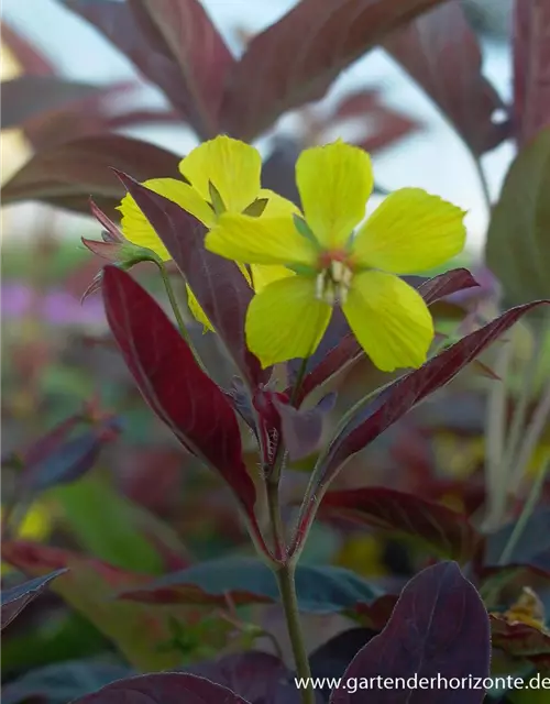 Bewimperter Garten-Felberich 'Firecracker'