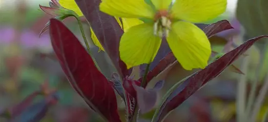 Bewimperter Garten-Felberich 'Firecracker'