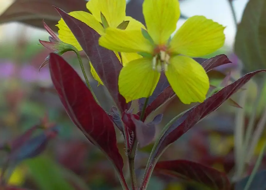 Bewimperter Garten-Felberich 'Firecracker'