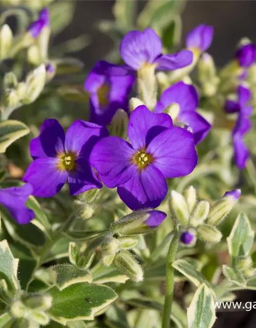 Aubrieta x cult.'Dr Mules Variegated'