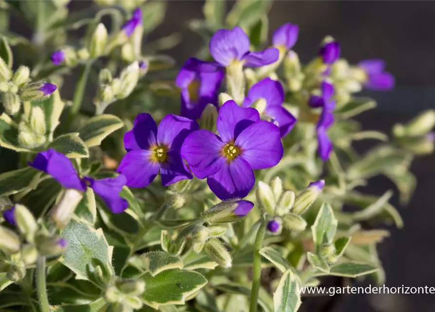 Aubrieta x cult.'Dr Mules Variegated'