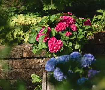 HORTENSIE!