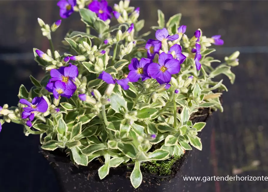 Aubrieta x cult.'Dr Mules Variegated'