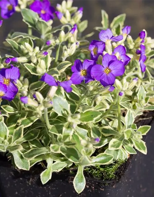 Aubrieta x cult.'Dr Mules Variegated'