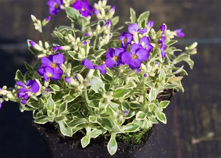 Aubrieta x cult.'Dr Mules Variegated'