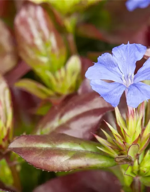 Ceratostigma plumbaginoides