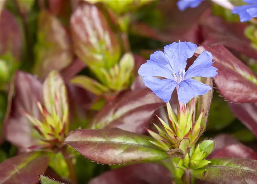 Ceratostigma plumbaginoides