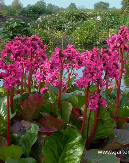 Bergenia cordifolia 'Pinneberg'