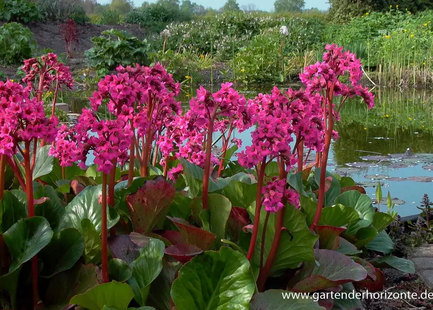 Bergenia cordifolia 'Pinneberg'