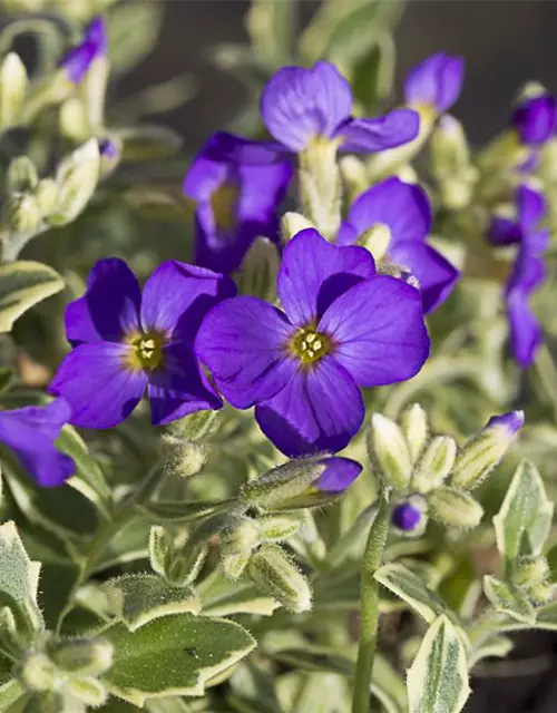 Aubrieta x cult.'Dr Mules Variegated'