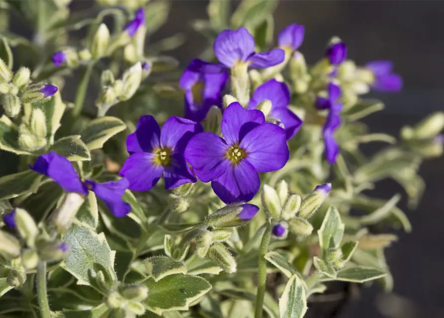 Aubrieta x cult.'Dr Mules Variegated'