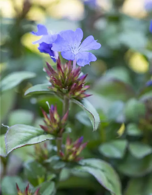 Ceratostigma plumbaginoides