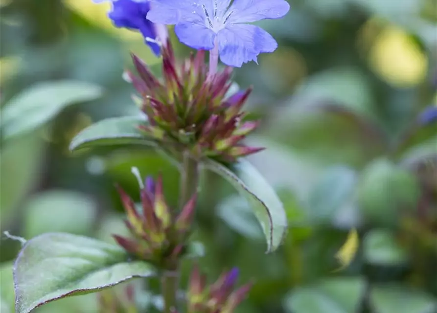 Ceratostigma plumbaginoides