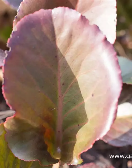 Bergenia cordifolia 'Pinneberg'