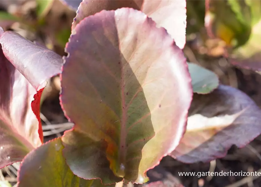 Bergenia cordifolia 'Pinneberg'