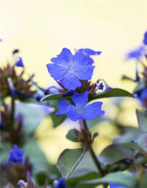 Ceratostigma plumbaginoides