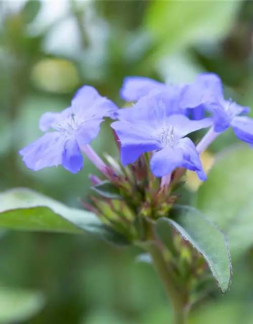 Ceratostigma plumbaginoides