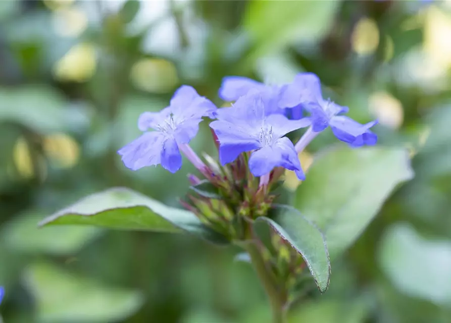 Ceratostigma plumbaginoides